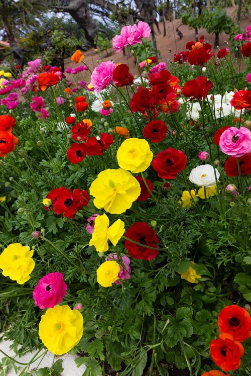 Chinese flowers in a landscape