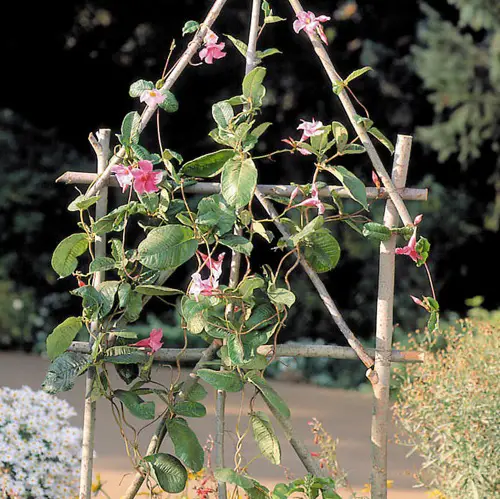Building a Garden Ladder and Trellis at Home2