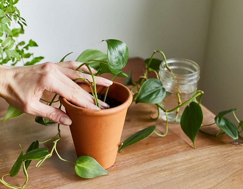 February Houseplants You Should Grow 4