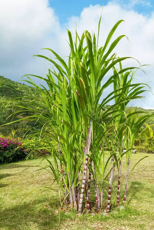 Corn-like Plants