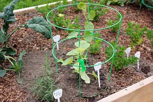 Ideas for Cantaloupe Trellis2