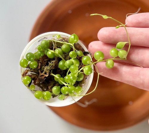 February Houseplants You Should Grow1
