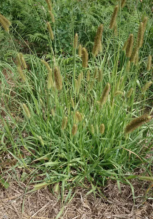 Plants That Look Like Corn