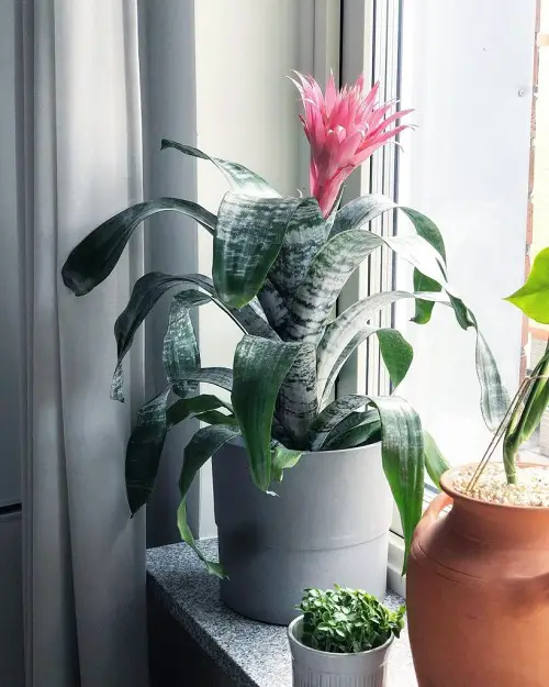 Beautiful Flowers That Grow in Dark near window