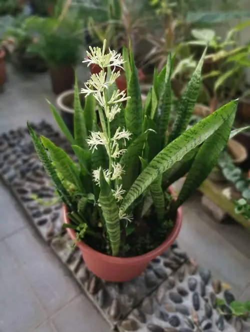 Beautiful Flowers That Grow in Dark in pot