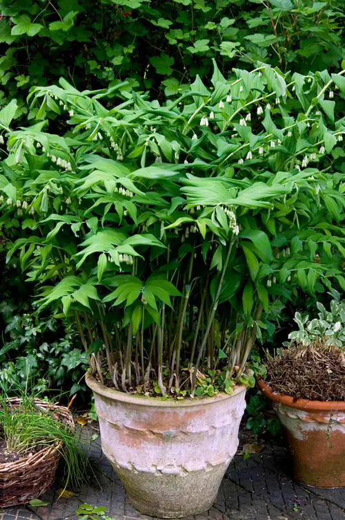 Solomon’s Seal Flowers that Grow Without Sunlight