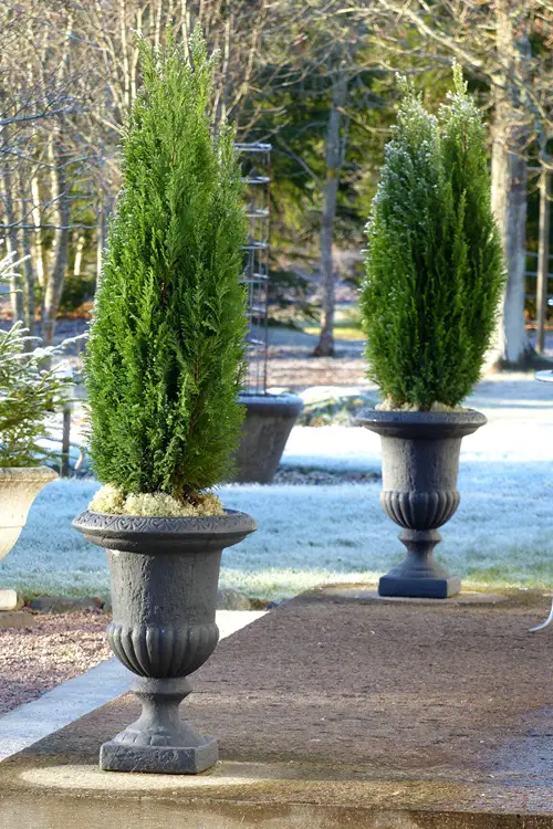 Spartan Juniper container in garden