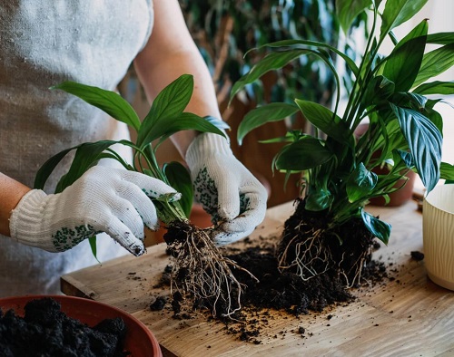 February Houseplants You Should Grow 3
