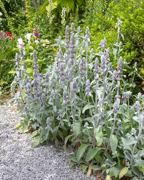 Lamb's Ear