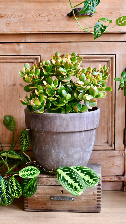 Crassula ovata ‘Sunshine’Variegated Jade Plant Varieties