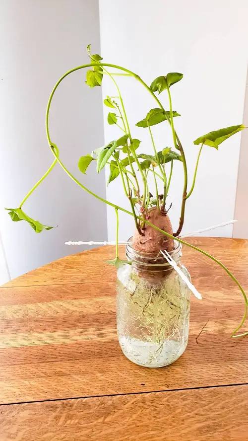 Climbers That Can Only Be Grown with Water 1