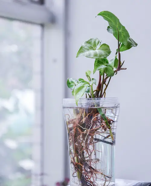 Tropical Plants That Just Need Water to Grow