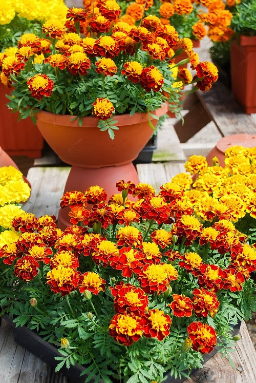 Flowers pot For Herb Garden