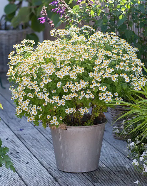 Herbs that Reseed and Keep Growing for Years2