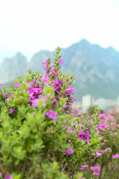 Bushes with Purple Flowers in Arizona