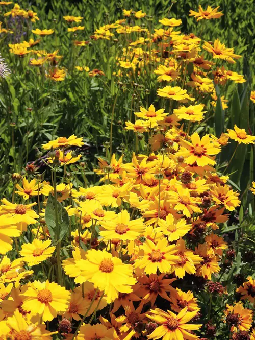 Tickseed Perennials That Attract Butterflies