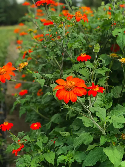 Most Colorful Plants in Florida 11