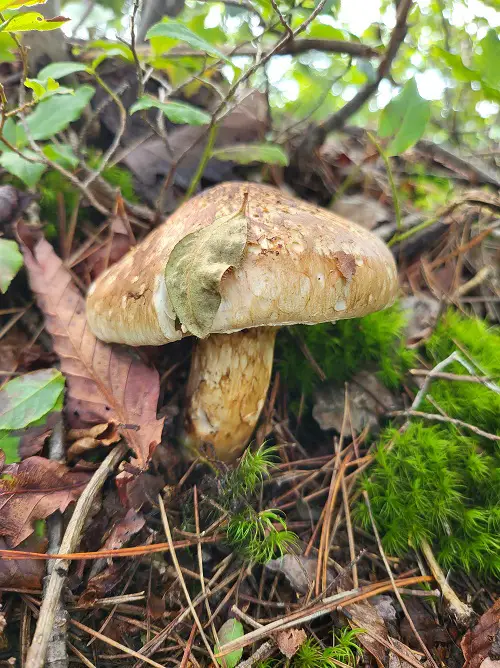 Mushrooms that Grow on Trees4