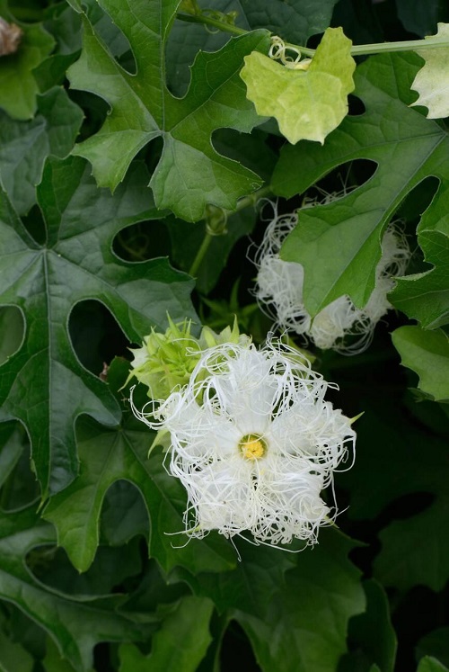 Chinese flowers in the yard 3