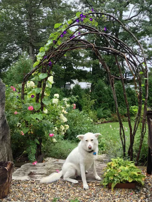 How to Build a Garden Ladder and Trellis at Home