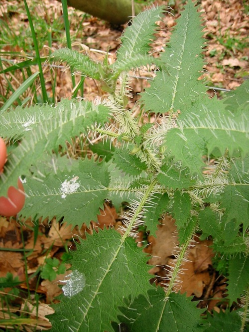 Plants With Scratchy Hairs 2