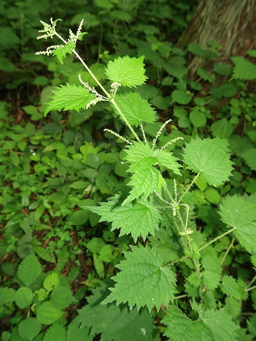 Plants With Scratchy Hairs 
