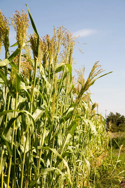 Shrubs That Remind Me of Corn 3