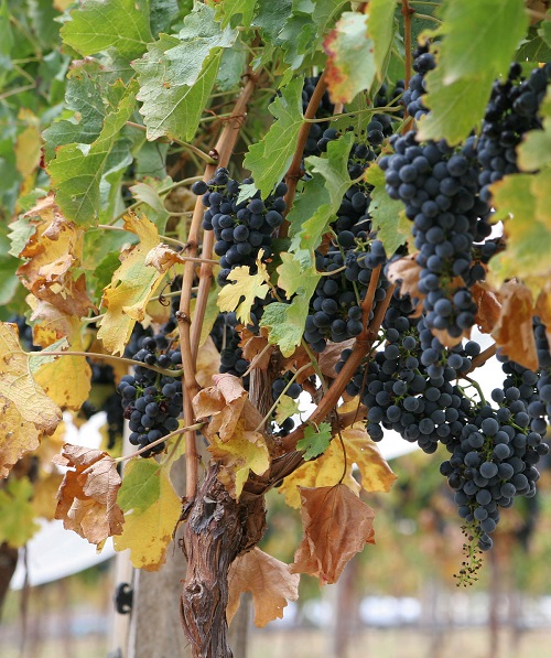 Fruit Trees Grown in North Carolina