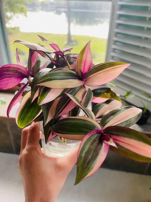 Tropical Plants You Can Grow in Just Water 3