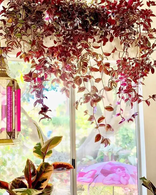 Grow Wandering Jew as natural curtain