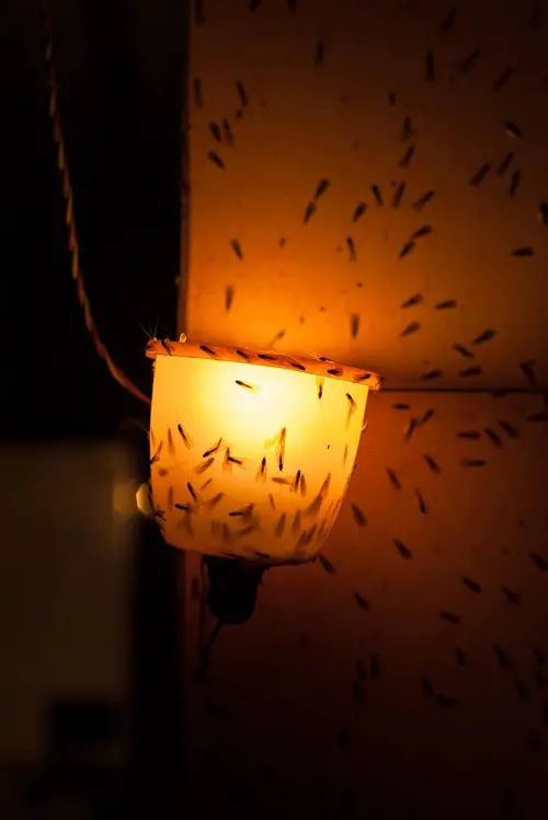 Where Do Gnats Come From? 2