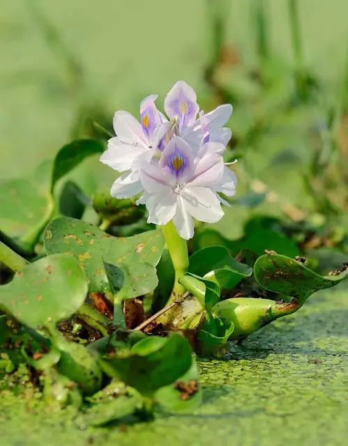 Floating Flowers 2