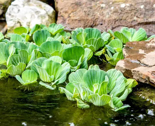 Water-Only Tropical Plants to Grow 1