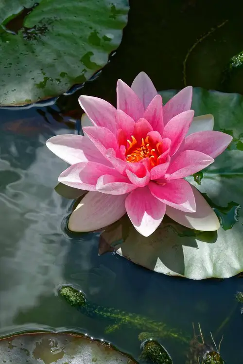 Floating Flowers