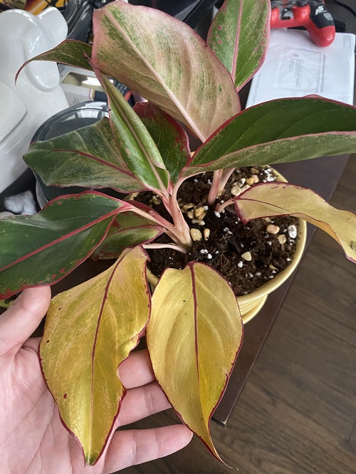 Frustrating Aglaonema Problems