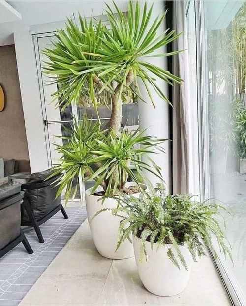 Plants Resistant to Drought 4