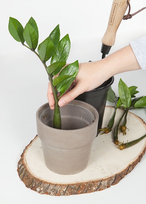 Houseplants You Should Propagate in February
