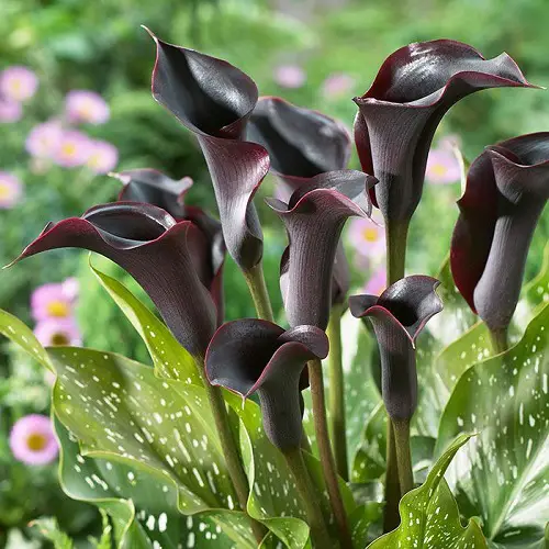 14 Stunning Black Calla Lily Varieties