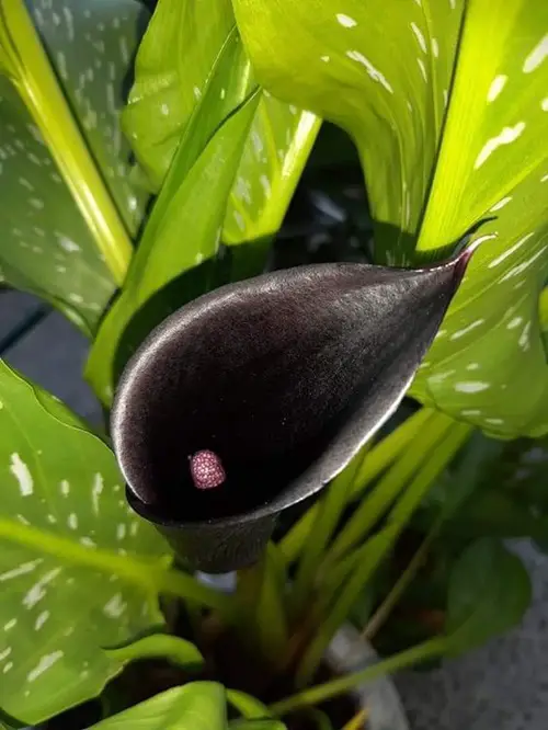 Black Panther Black Calla Lily Varieties