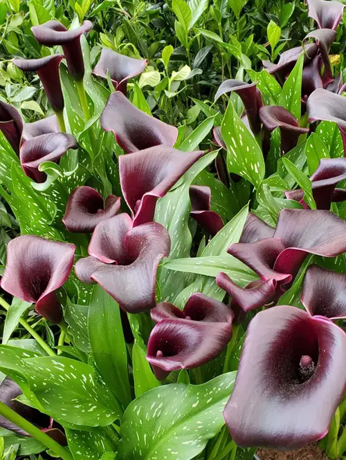 Captain La Paz Black Calla Lily Varieties