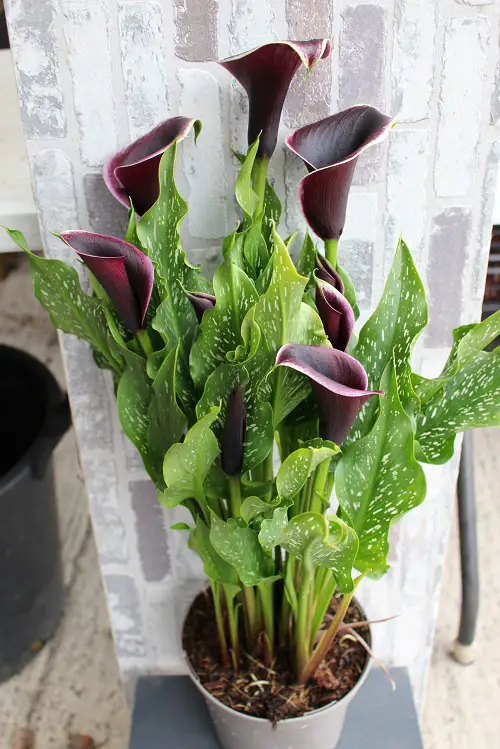 14 Stunning Black Calla Lily Varieties