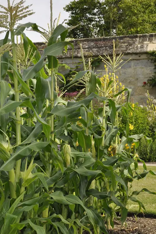 Shrubs That Remind Me of Corn 4