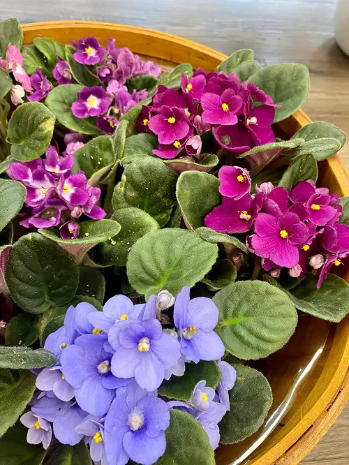 African Violets Display indoor ideas 