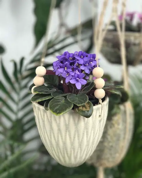 African Violets Display Ideas indoor
