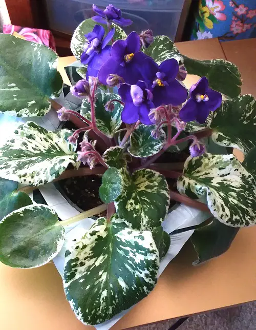 African Violets Display Ideas for home