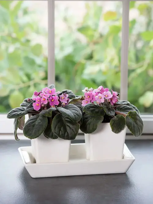African Violets Display Ideas in pot