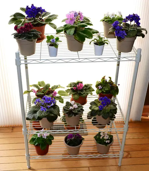 African Violets Display Ideas in tiered stand