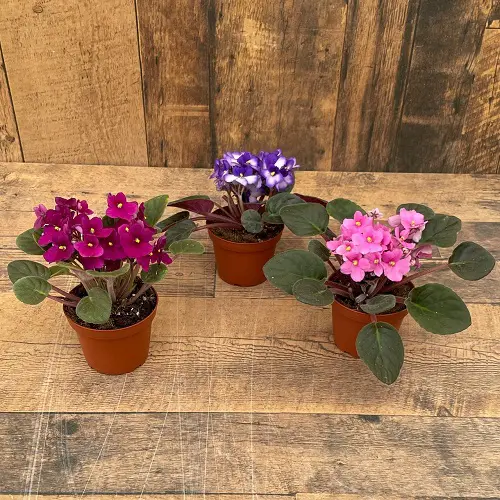African Violets Display Ideas in lovely trio