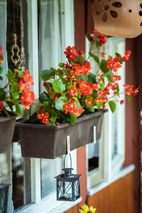 Shallow Pot plants 8