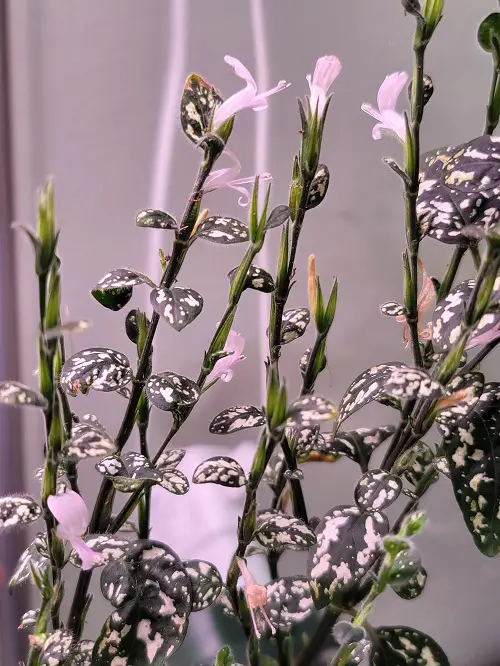 longwort Flowers That Grow in Dark